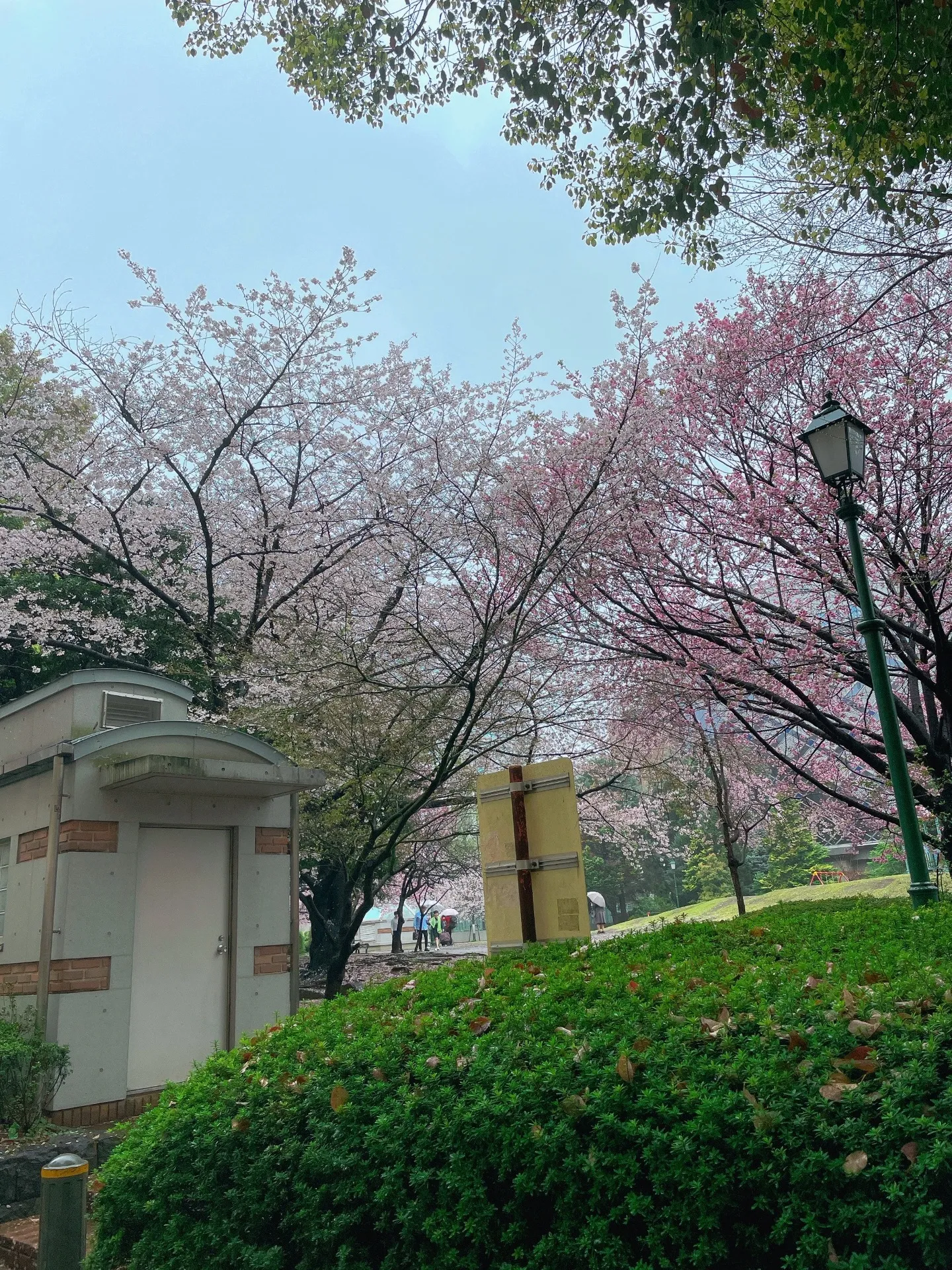 東京は桜満開でした🌸
